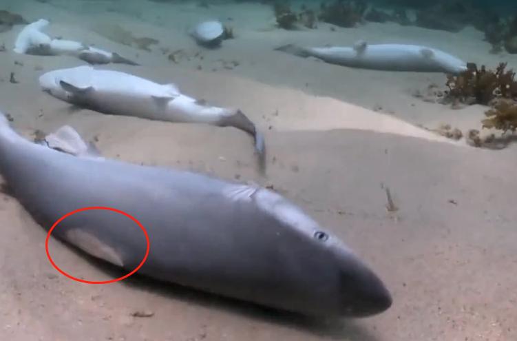 中国“鲨鱼村”的聪明商人：加工迷你“小鲨鱼”，年入3000万