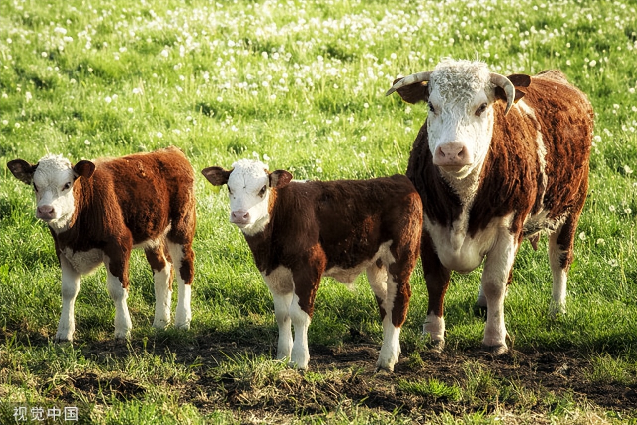 牛便秘最快的排便方法,牛便秘大便拉出来以后怎样调理
