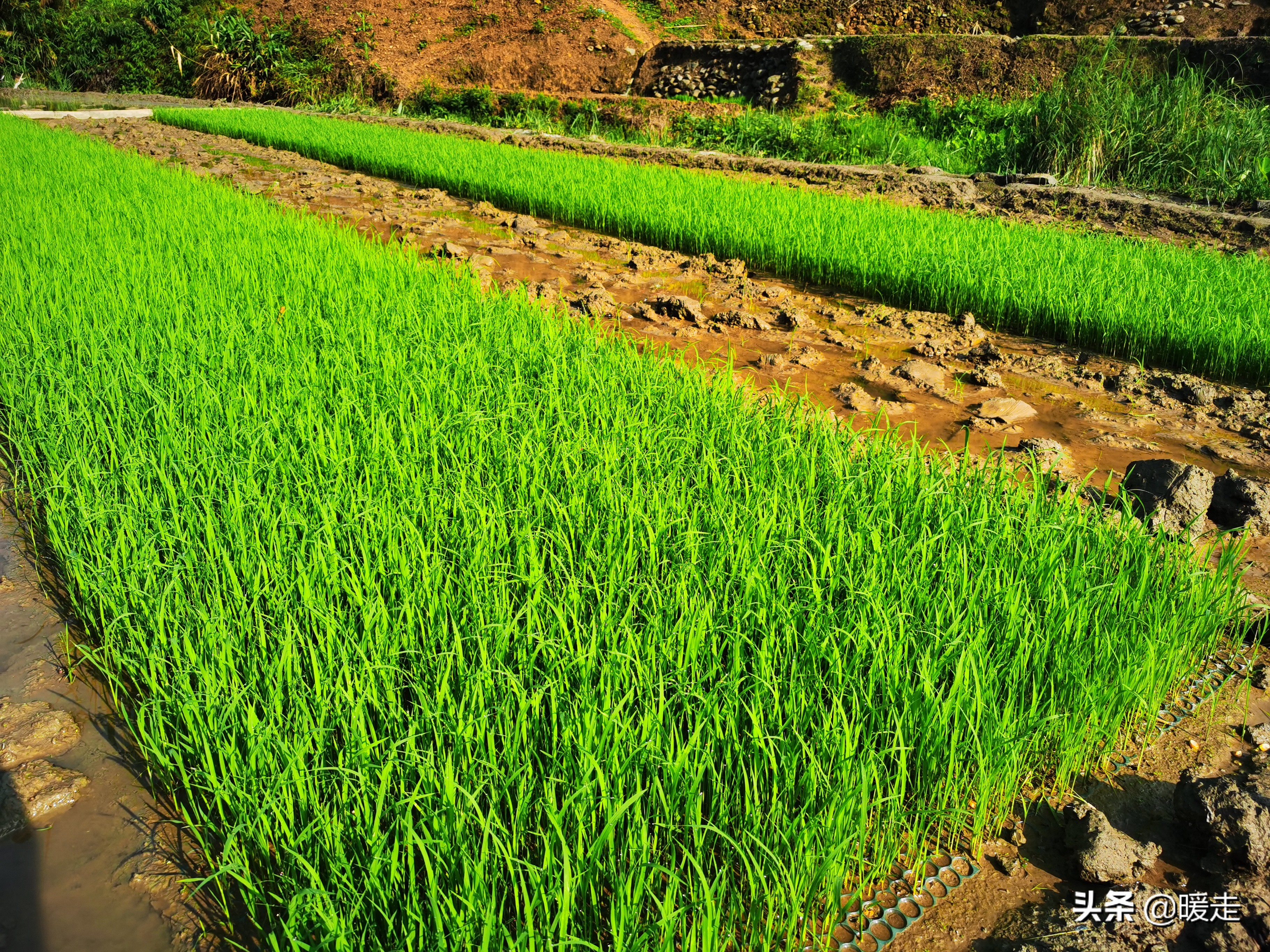 广西农民种田,乡村种田的生活视频