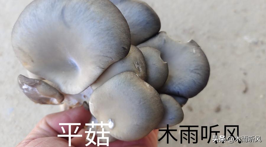平菇熟料栽培流程和高产管理技术,大棚平菇高产栽培技术与管理方法