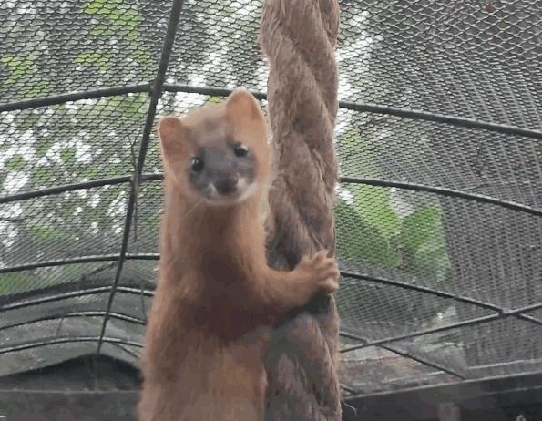 为什么黄鼠狼被称为黄大仙不能杀,家门口的黄鼠狼能打吗