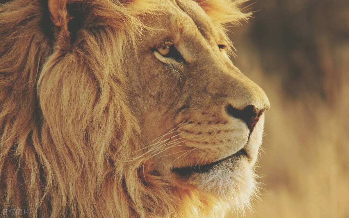 告诉你一个真实的文莱,文莱是怎么被一分为二的