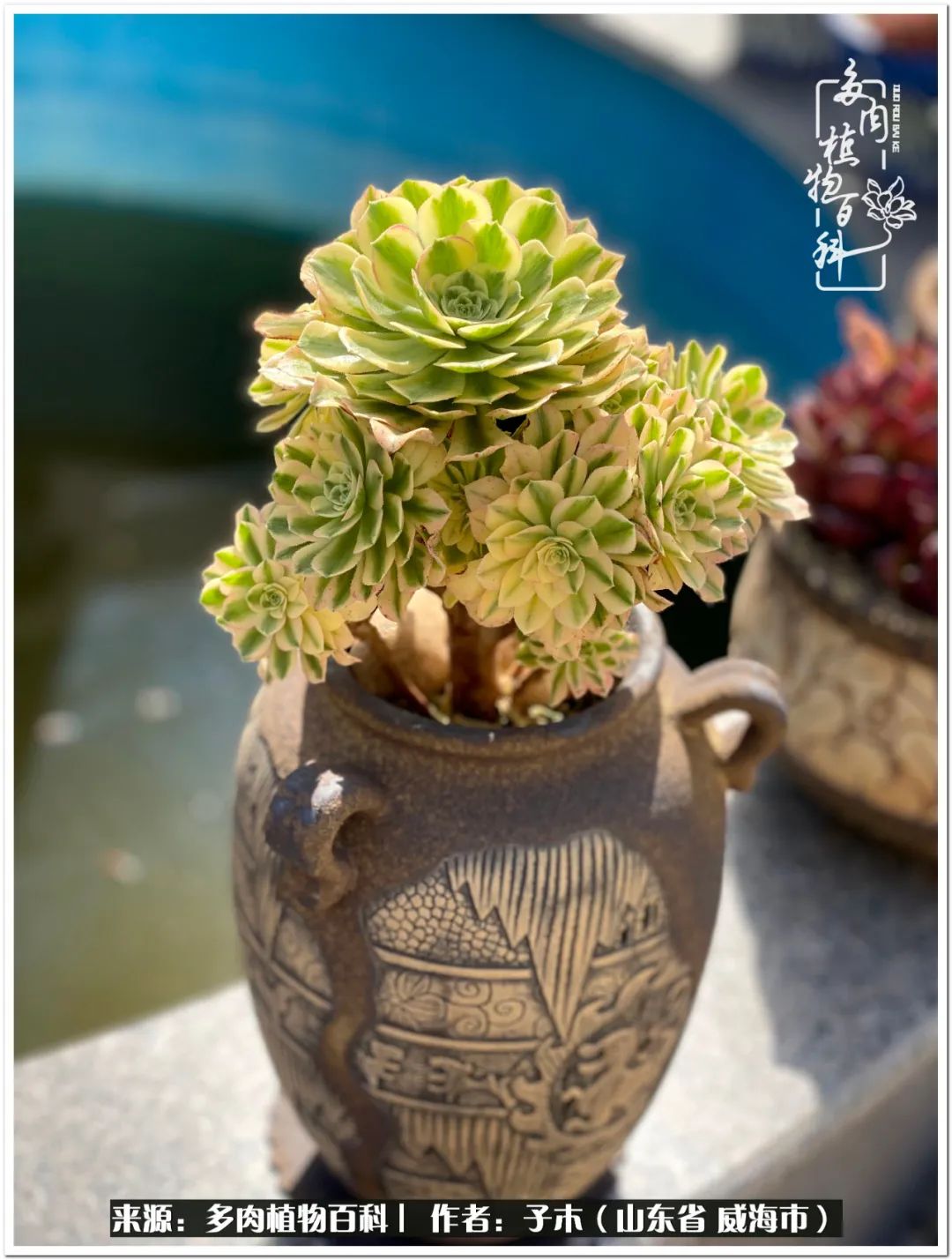 法师多肉成长史,法师多肉新手教程