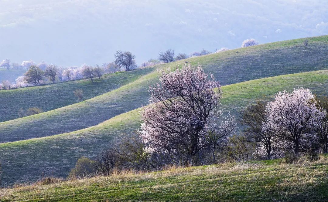 四月新疆伊犁草原,新疆伊犁野杏花最美人间四月天