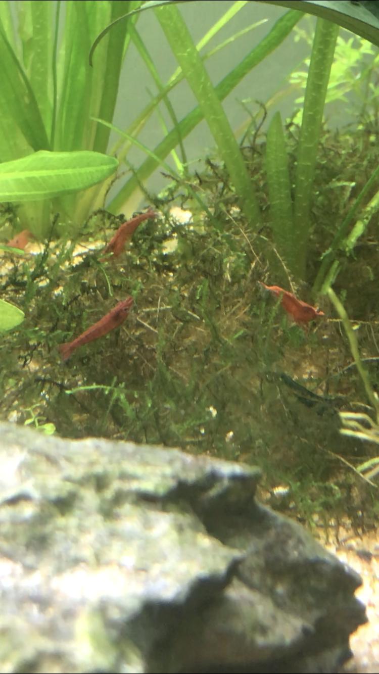 40缸古法生态缸养鱼密度,古法养鱼生态缸怎么种睡莲