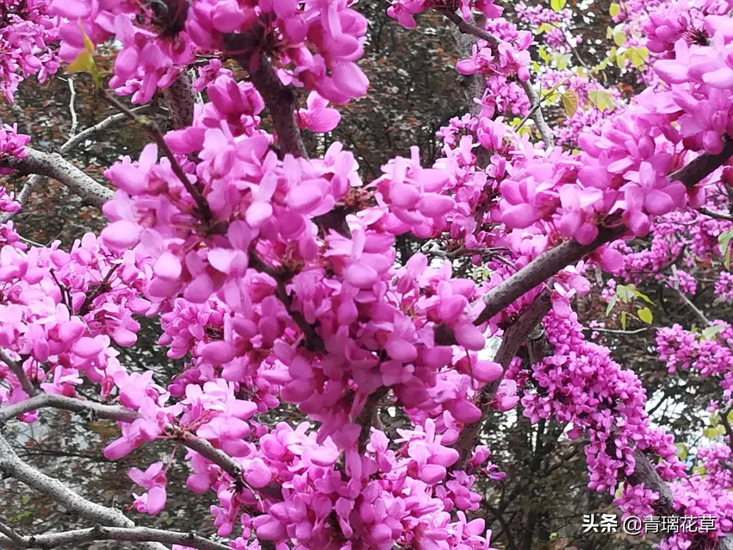如果有了自己的院子你会种什么,如果有个院子会种什么果树