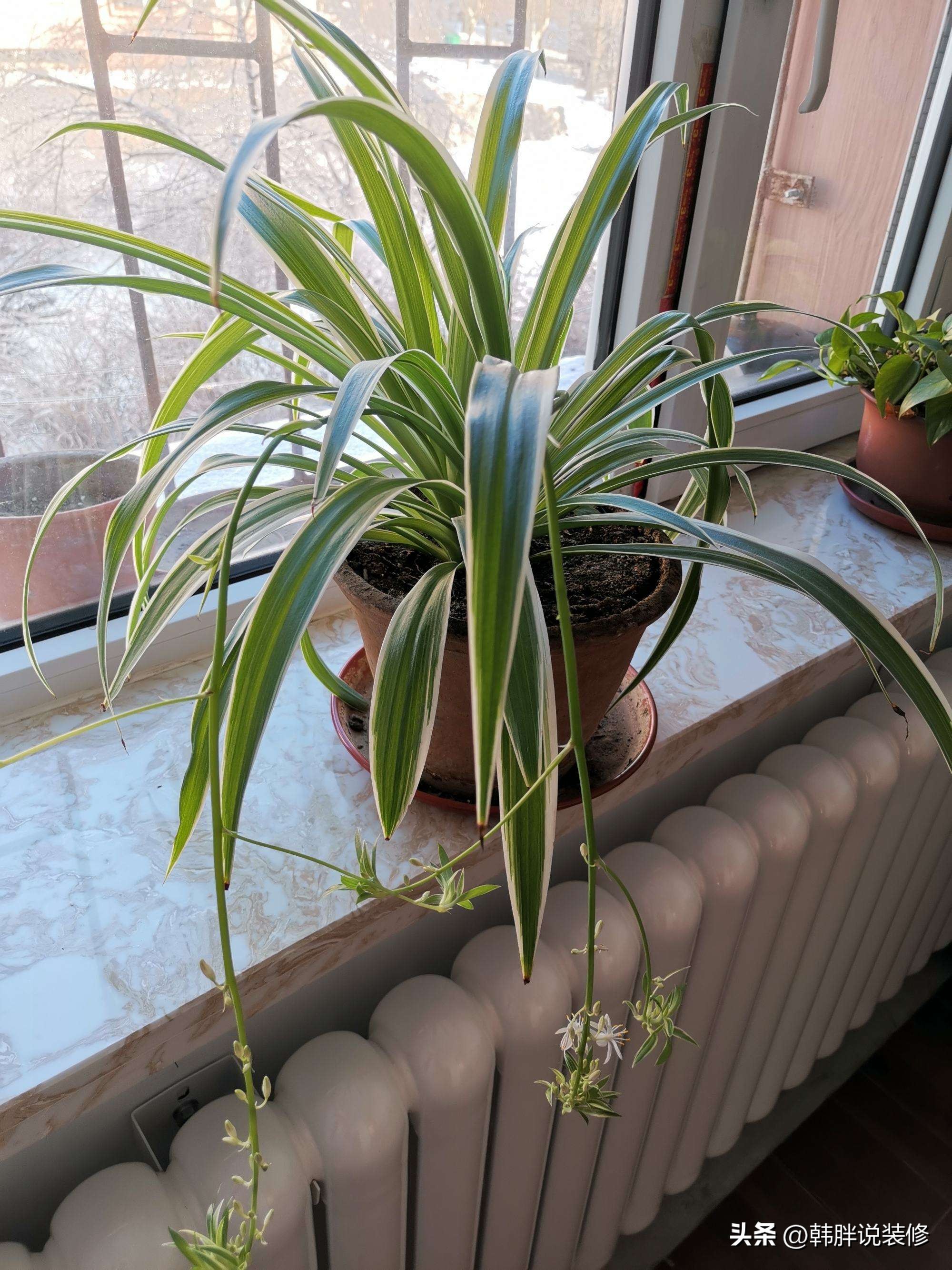 最吸甲醛的15种花能过冬,哪种花能吸甲醛最好养