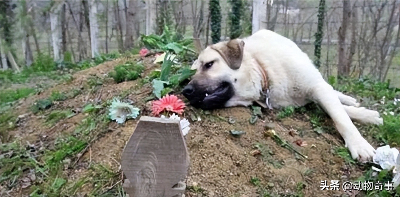 被烧伤的刺猬会“巫术”，除掉三只羊两只狗一头牛，因它有个朋友