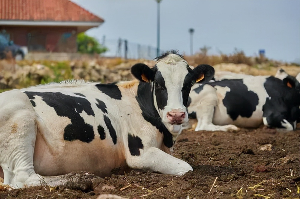 肉牛羊养殖助力乡村振兴,乡村振兴养牛流程