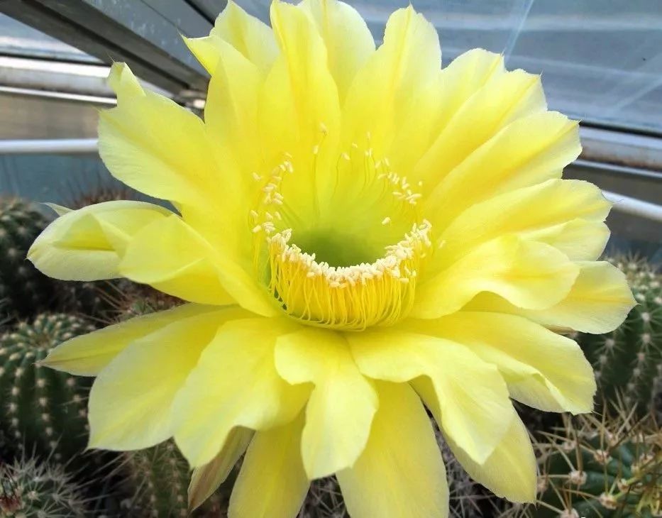 200种·仙人球开花图鉴，大开眼界，美到爆