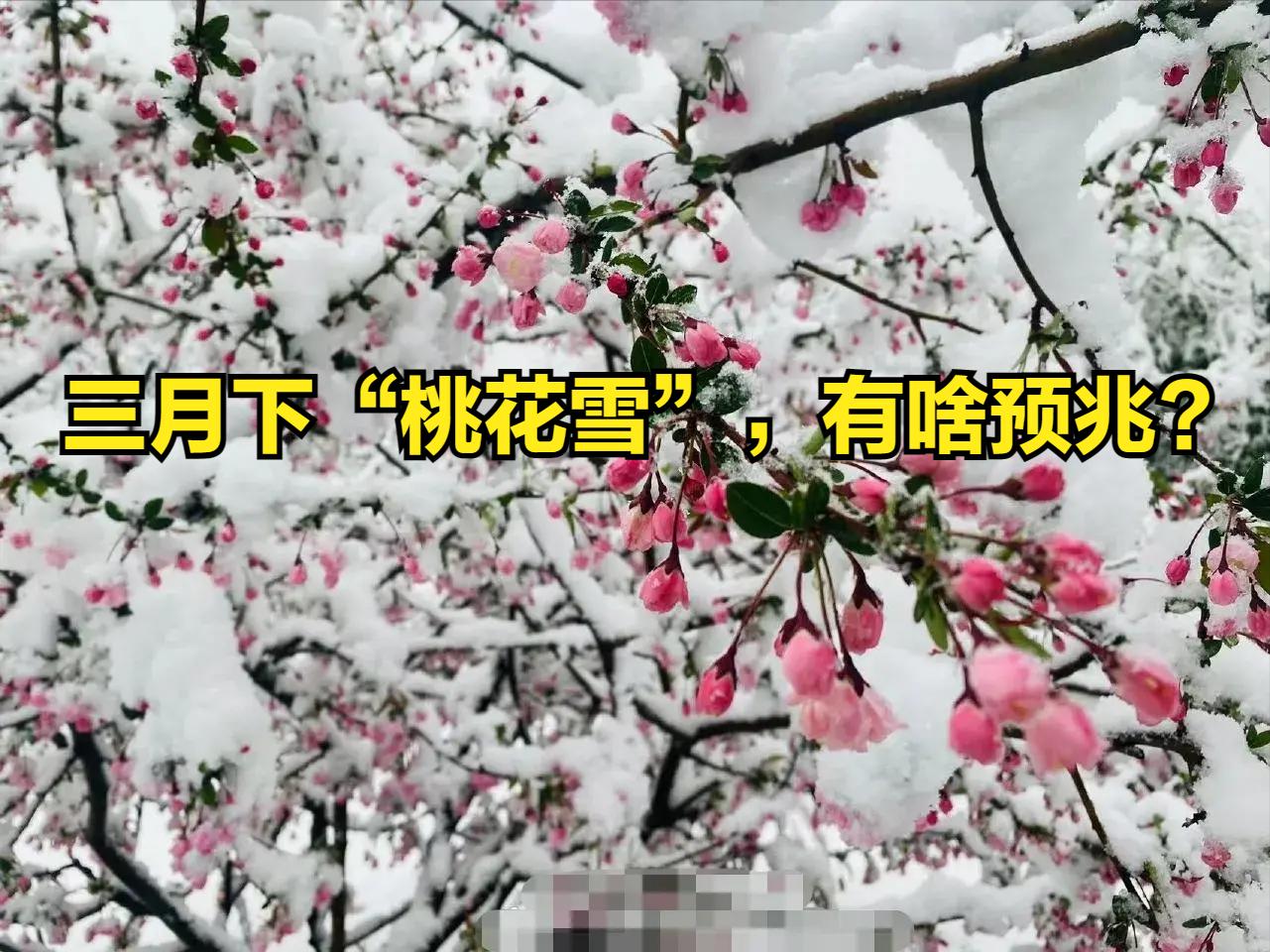 下桃花雪是什么预兆,三月下鹅毛大雪什么征兆