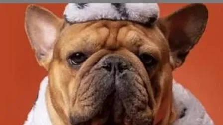 年薪100万招保姆,富翁91万招聘狗保姆