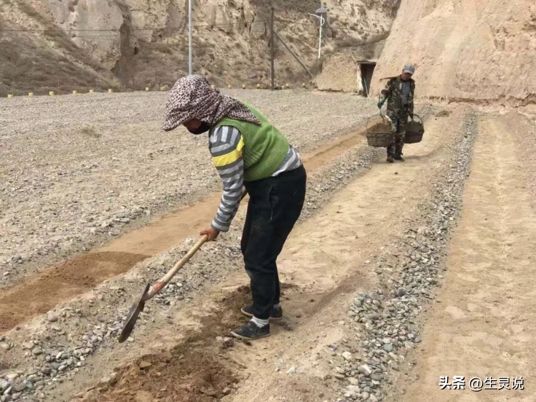 戈壁西瓜现状如何,戈壁西瓜种植技术