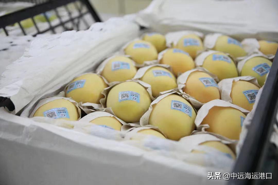 csp码头武汉,csp码头中远海运