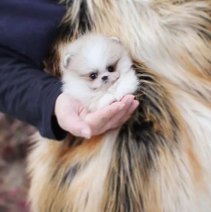 博美不跟其它的狗玩但是很粘人,博美为何喜欢晚上和主人一起睡觉