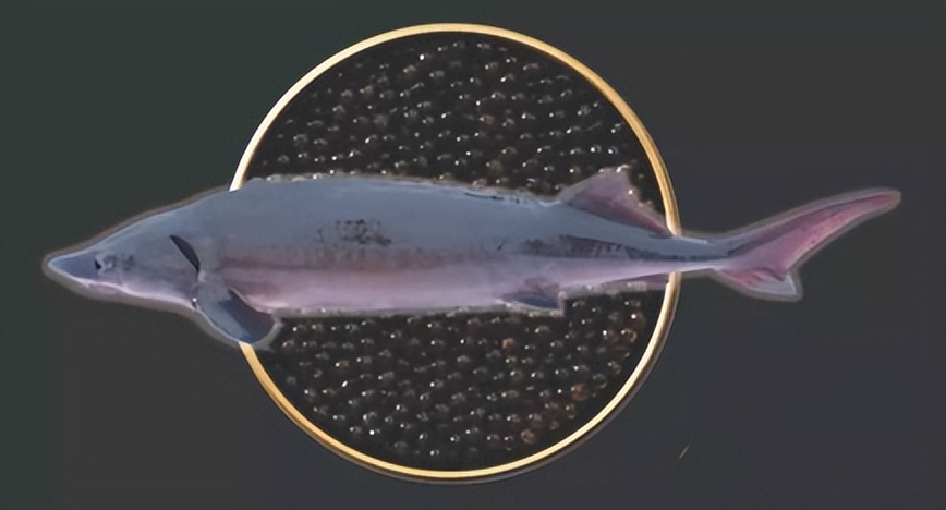 日本鲟鱼子酱多少钱一公斤,不同价格的鱼子酱