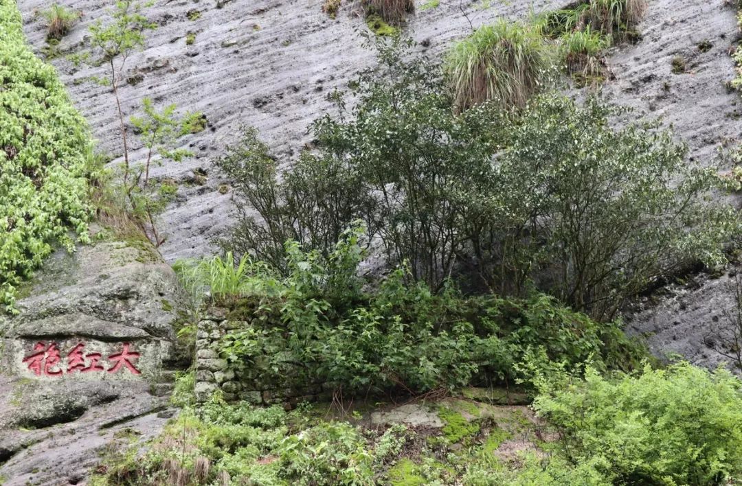 北纬三十度名茶名酒,北纬30度十大名茶