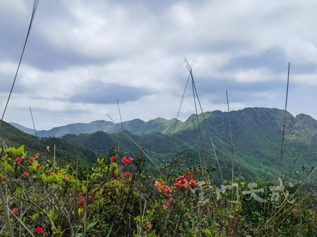 映山红野生杜鹃花图片,野生映山红杜鹃生长在什么地方