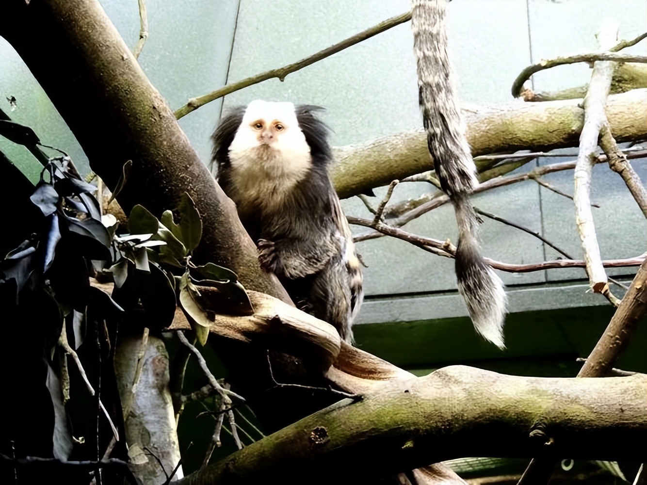 国人害怕的老猫猴子，居然是从非洲来的？黑毛白脸的怪物是什么？