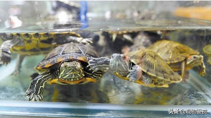 乌龟吃啥怎么养,养乌龟给乌龟吃什么食物