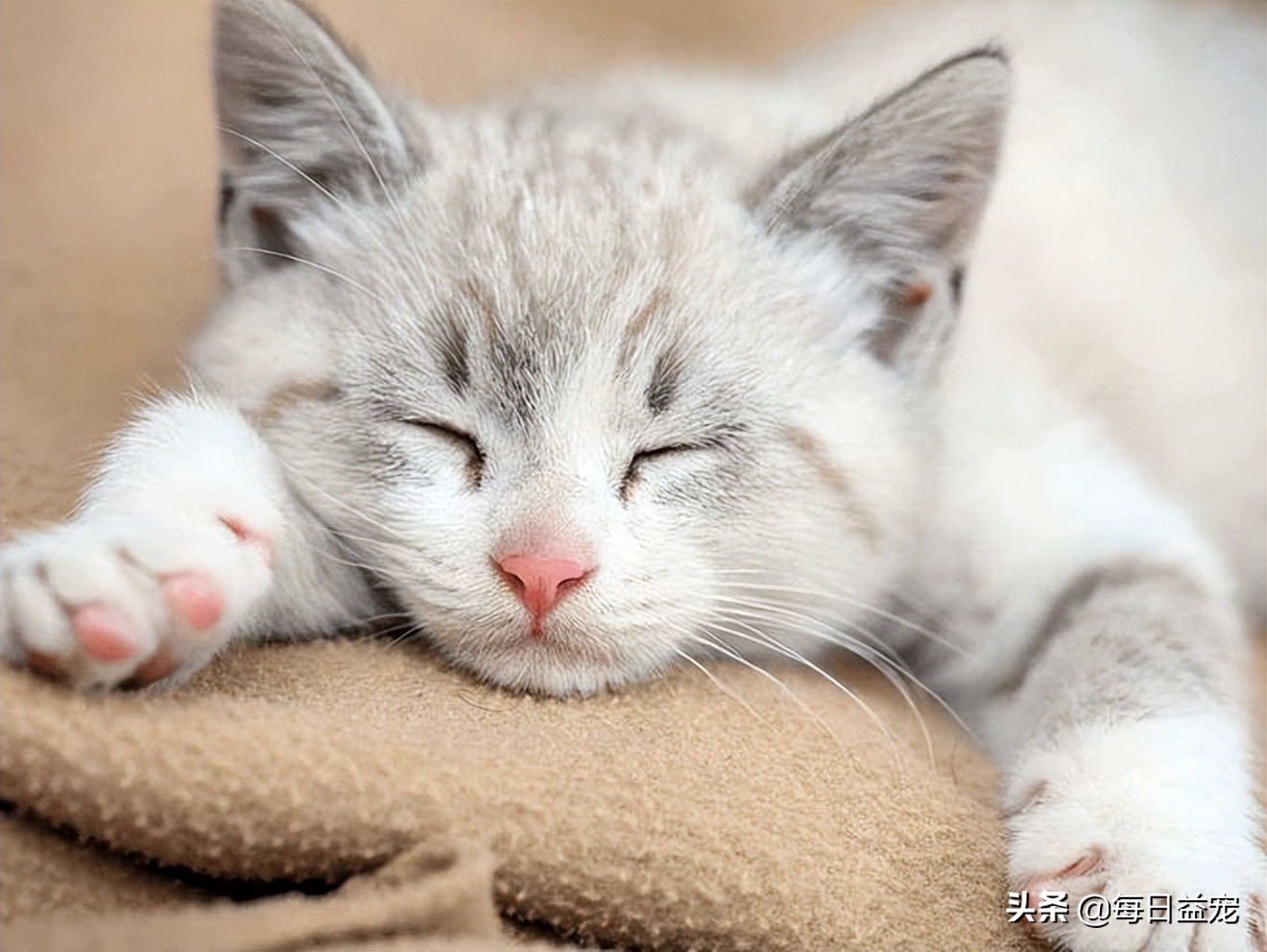 猫咪感冒了怎么办？这样做可以好得快