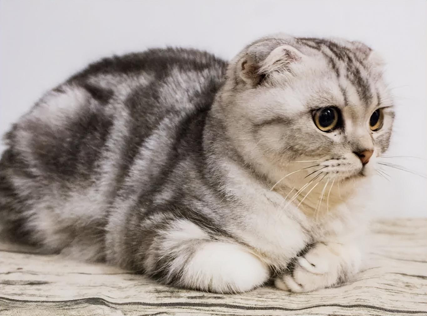 劝大家买猫的时候千万别买两只猫,买猫一时爽养猫火葬场