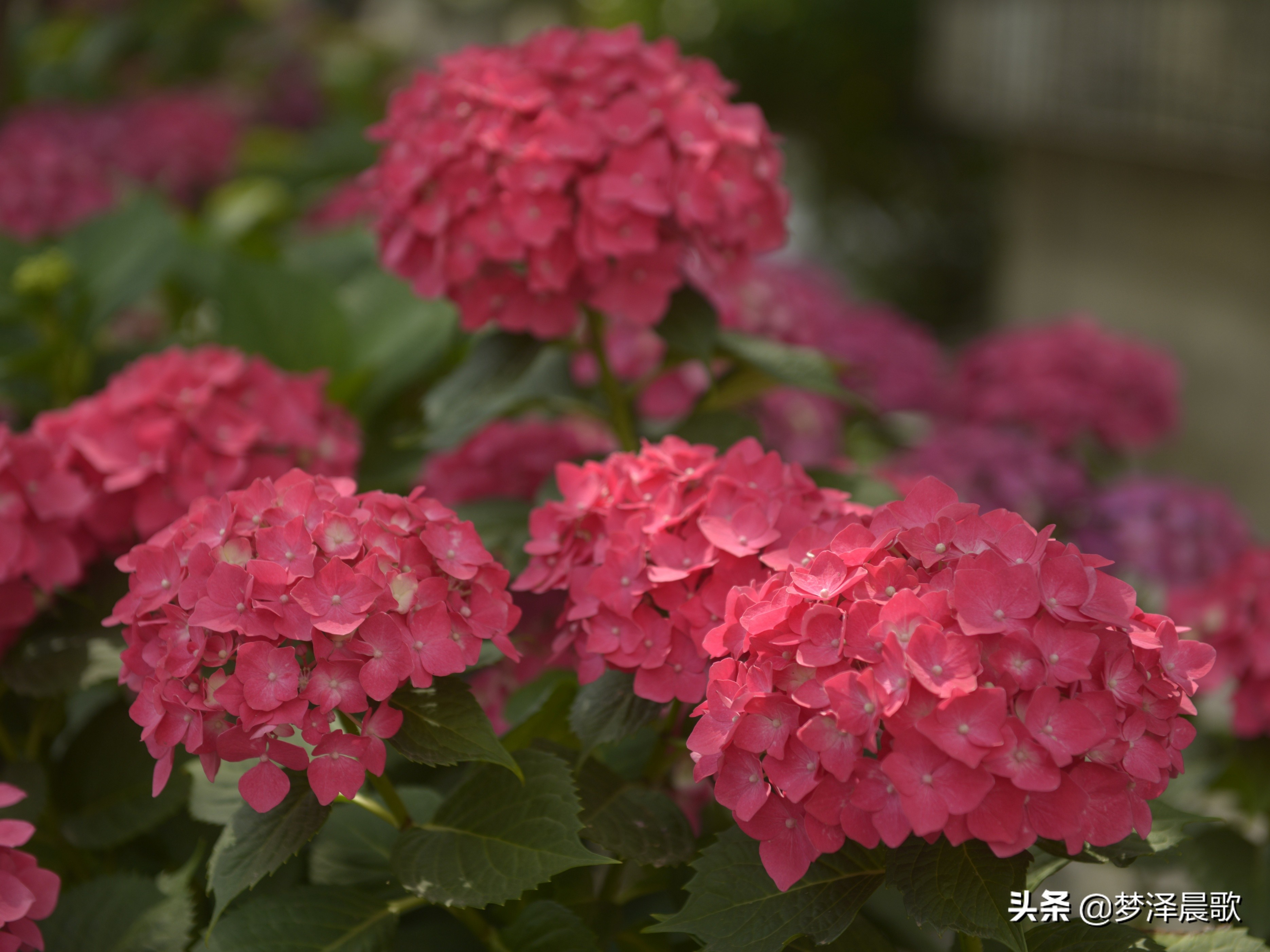 绣球花季不可错过的风景,满山遍野绣球花开惹人醉