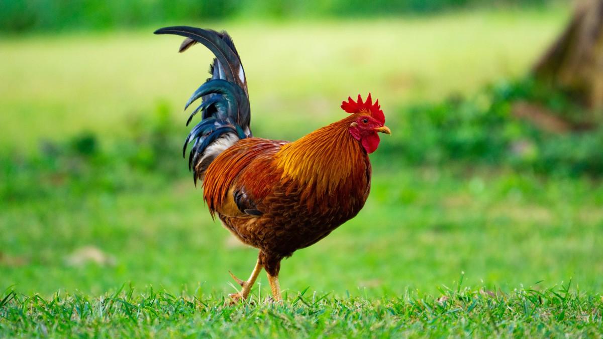 蜈蚣为何是五毒之首公鸡为何不怕,五毒之首的蜈蚣为什么毒不死公鸡