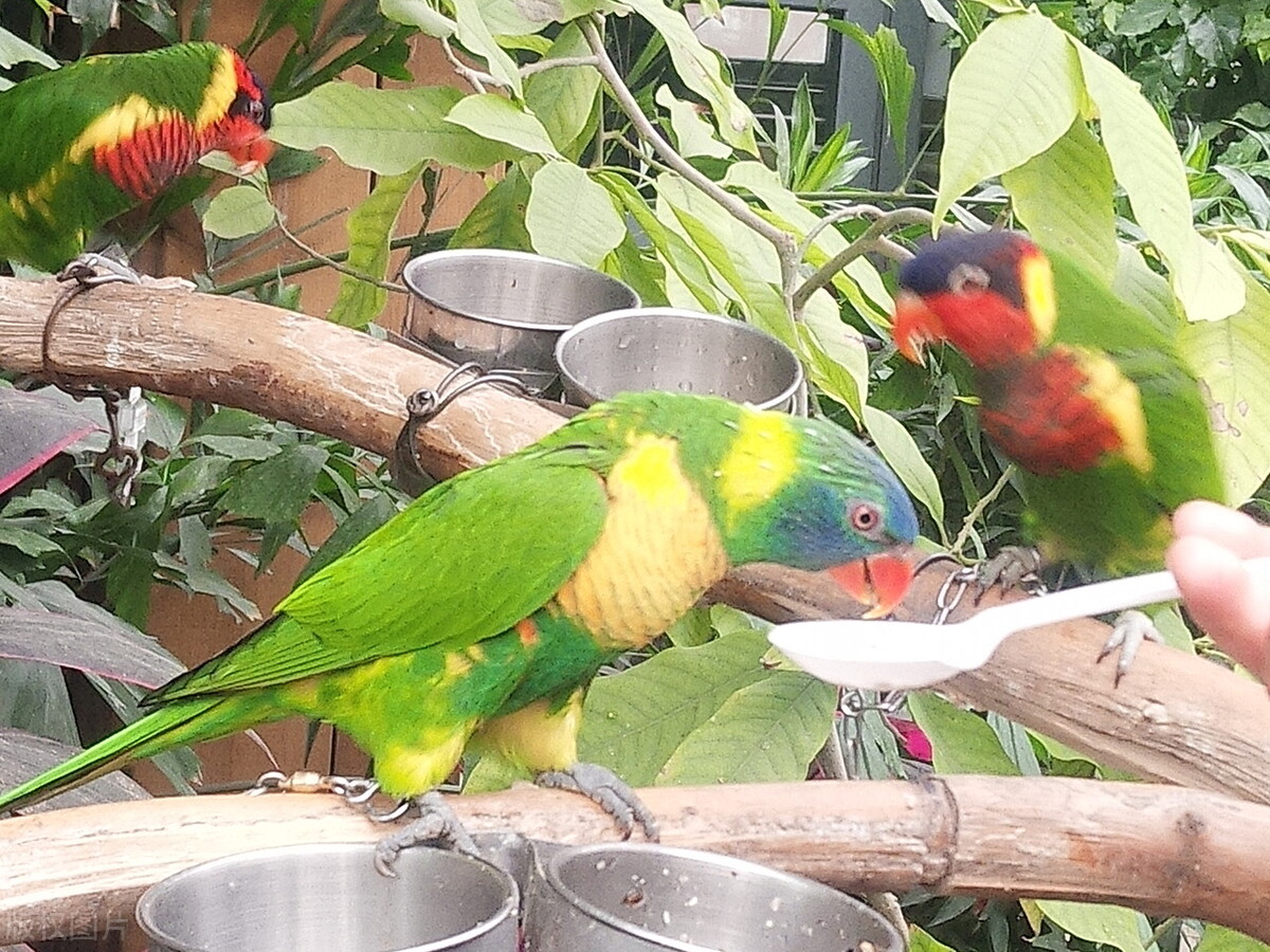 鹦鹉挑食不拉便便吃什么药,鹦鹉挑食就是不吃已经2天了