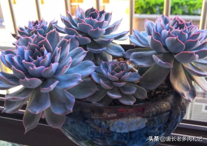 多肉蓝石莲穿裙子,薄叶蓝鸟多肉和蓝石莲的区别