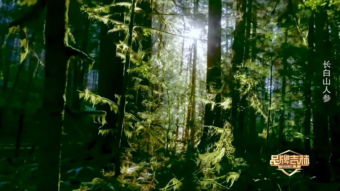 吉林长白山人参东北特产新鲜人参,官方旗舰店正宗长白山人参
