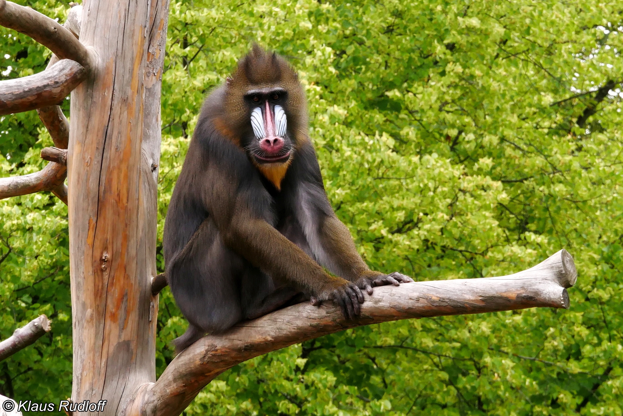 山魈vs老虎，当猴科老大遇到猫科二弟，谁会笑到最后呢？