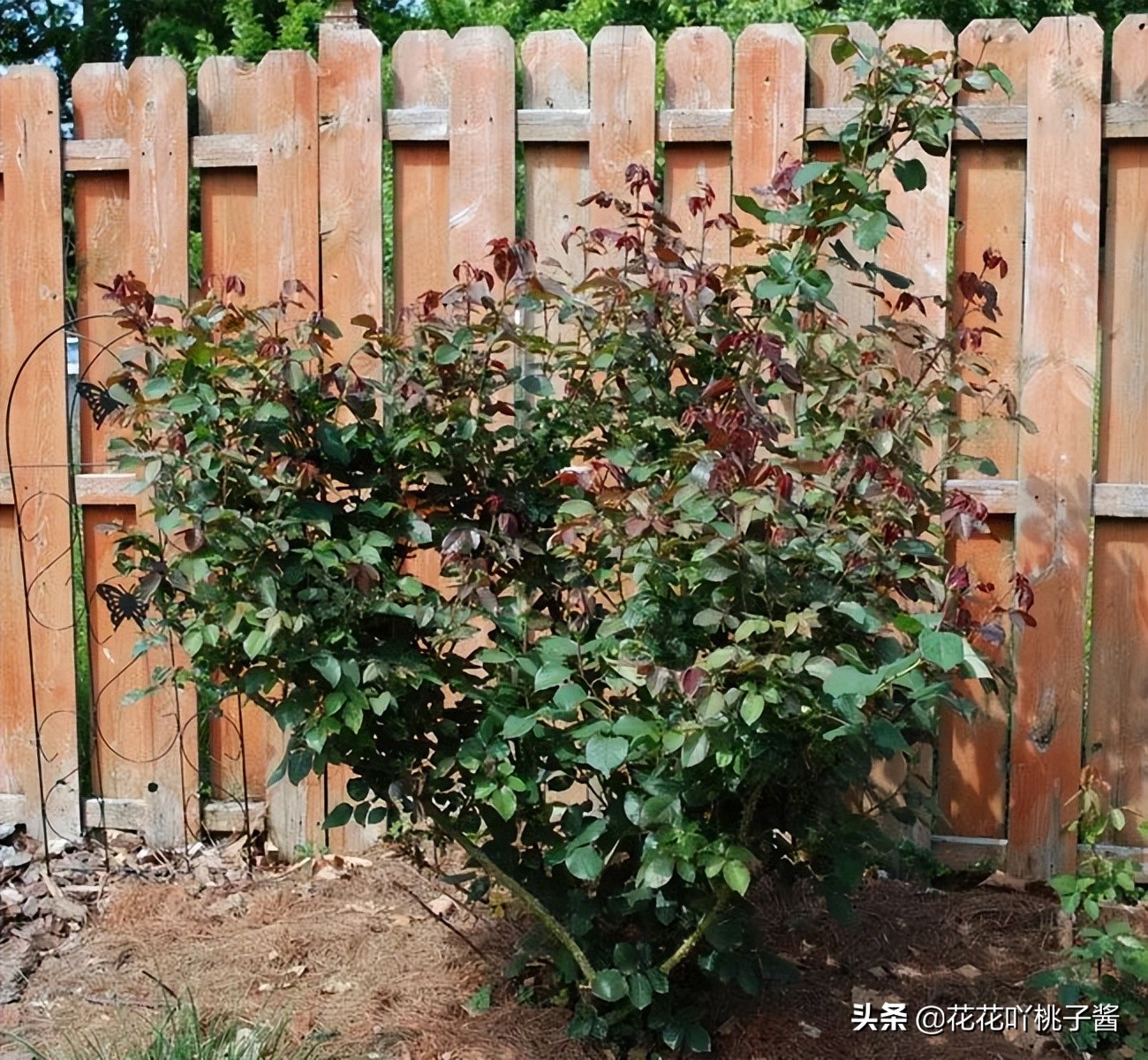 耐阴的月季花品种推荐,抗晒花不散的四季开花月季
