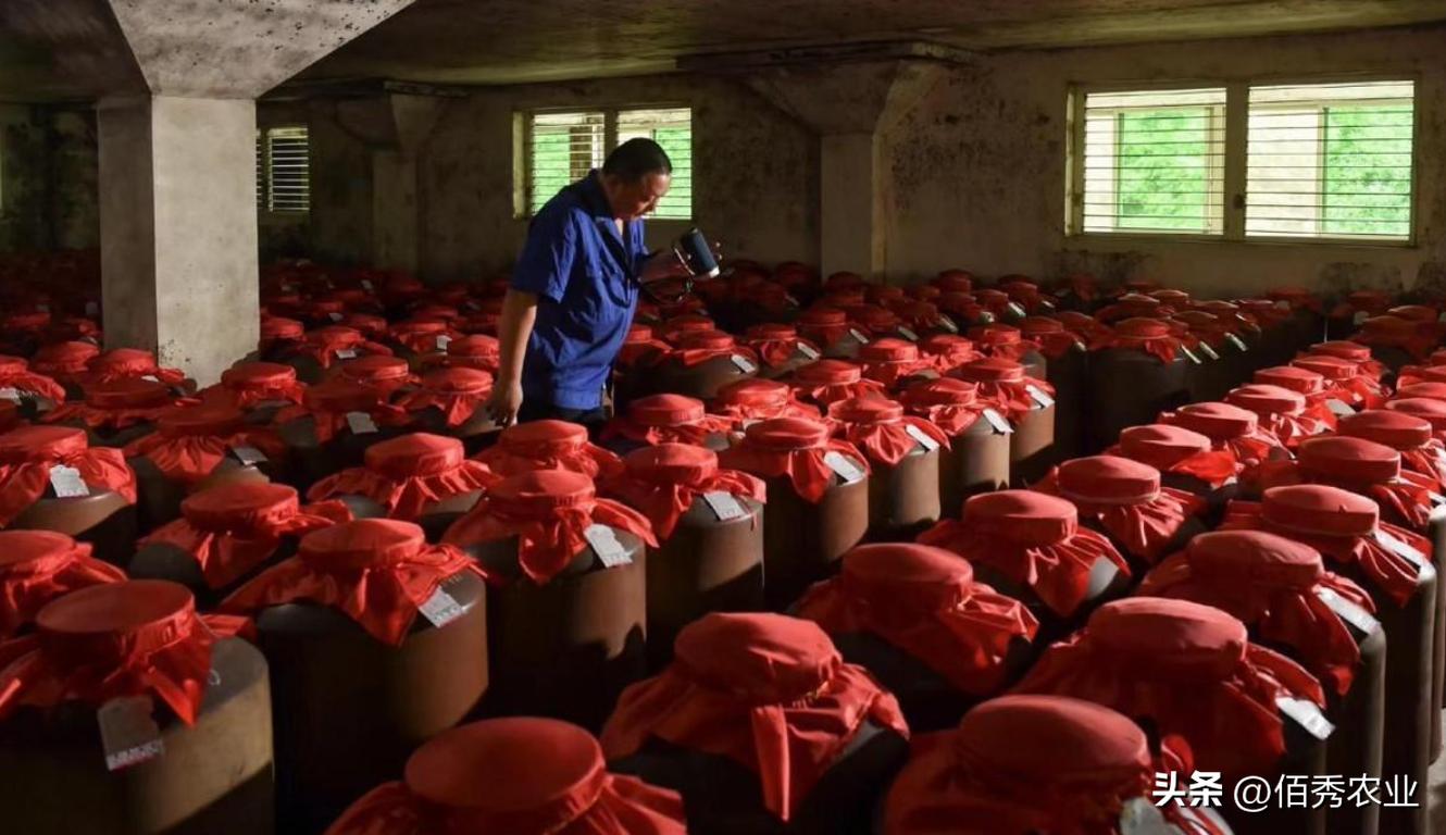 酿酒利润有多少,自己酿酒一百斤酒能赚多少钱