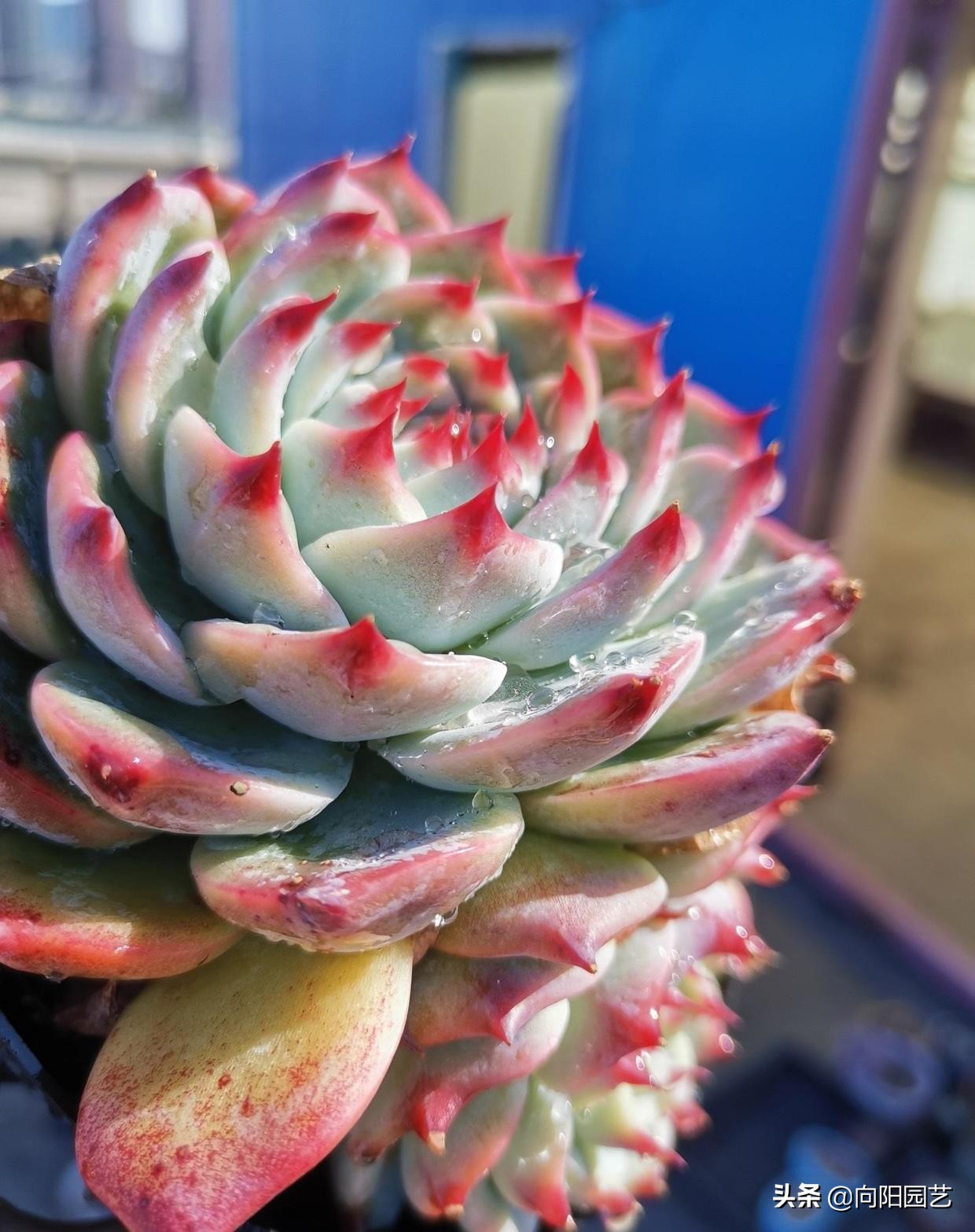 吉娃娃最便宜是多少钱一只,吉娃娃锦和吉娃娃覆轮锦区别