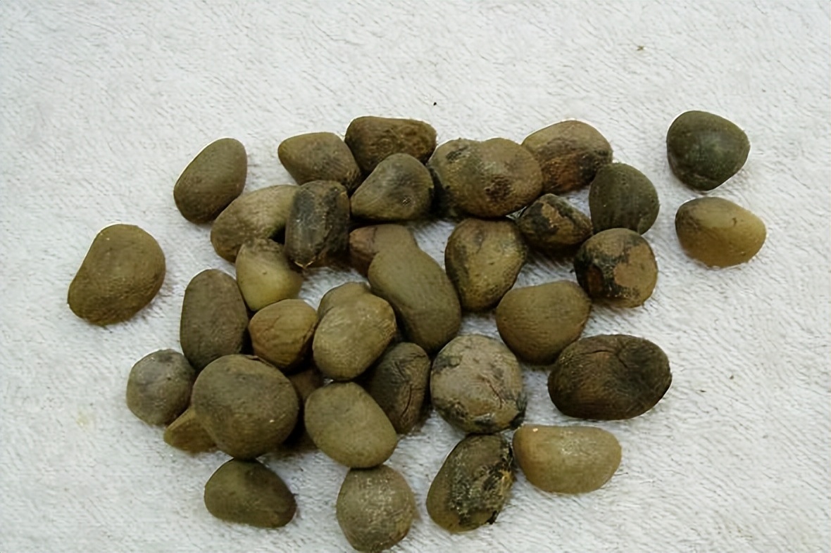 楦跨瘒宸ㄨ憲瀹屾暣瑙嗛,楦跨瘒澶т綔