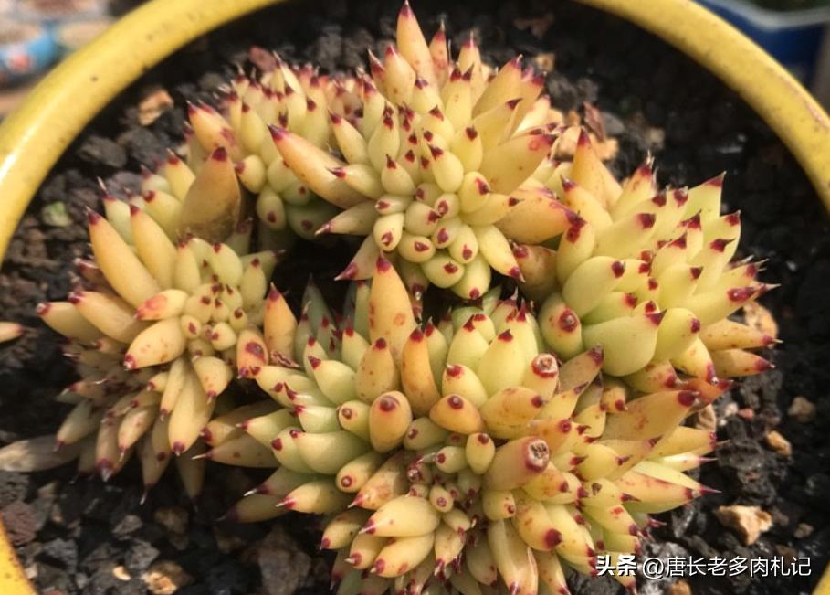 漂亮的多肉都难养是个误区,为什么养多肉的都出坑了