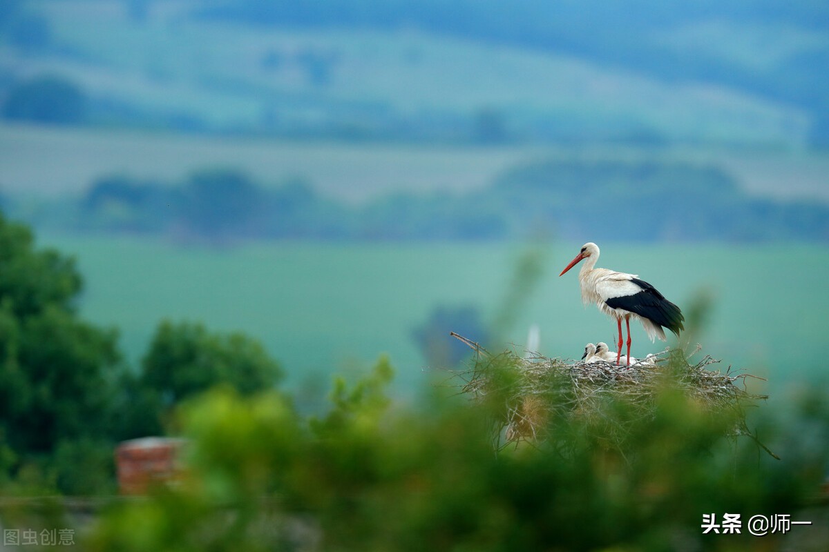 裸猿《道德篇》——自然•人类•科学(作者:詹克明)