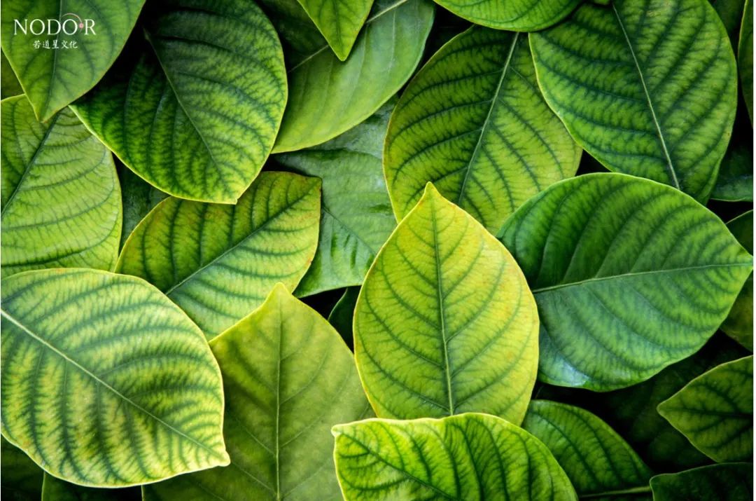 处女座专属的明星,处女座代言发色灰棕