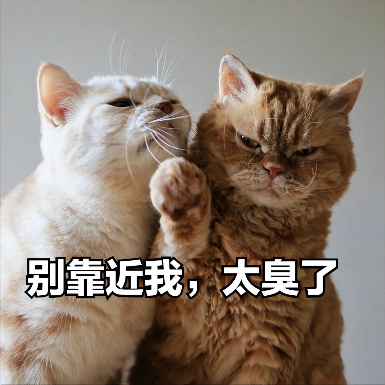 猫界中最不臭的几种猫,盘点那些闻到臭味的猫咪