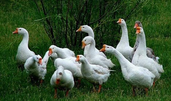 养鹅如何预防鹅病,鹅常见疾病及医治方法