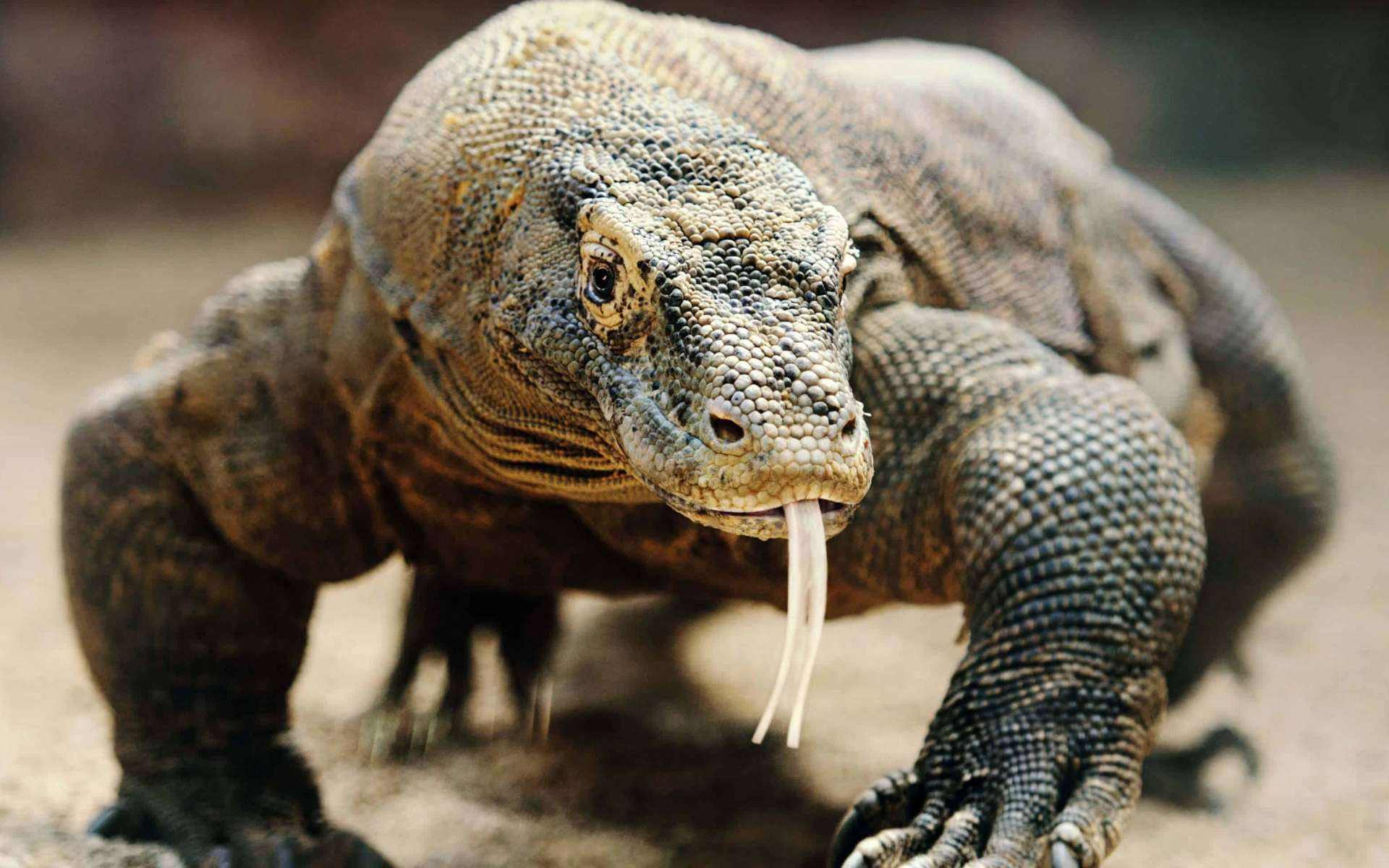 科莫多巨蜥会主动攻击人吗,科莫多巨蜥不袭击人