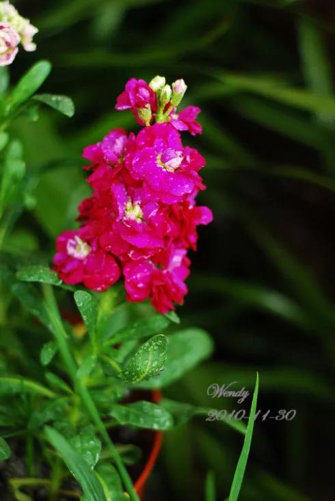 花草种类名称介绍,各种各样的花草名称大全