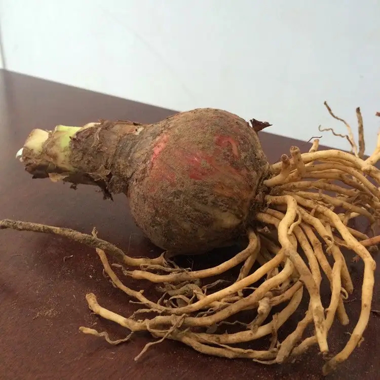 朱顶红是君子兰品种吗,朱顶红蜘蛛兰的区别