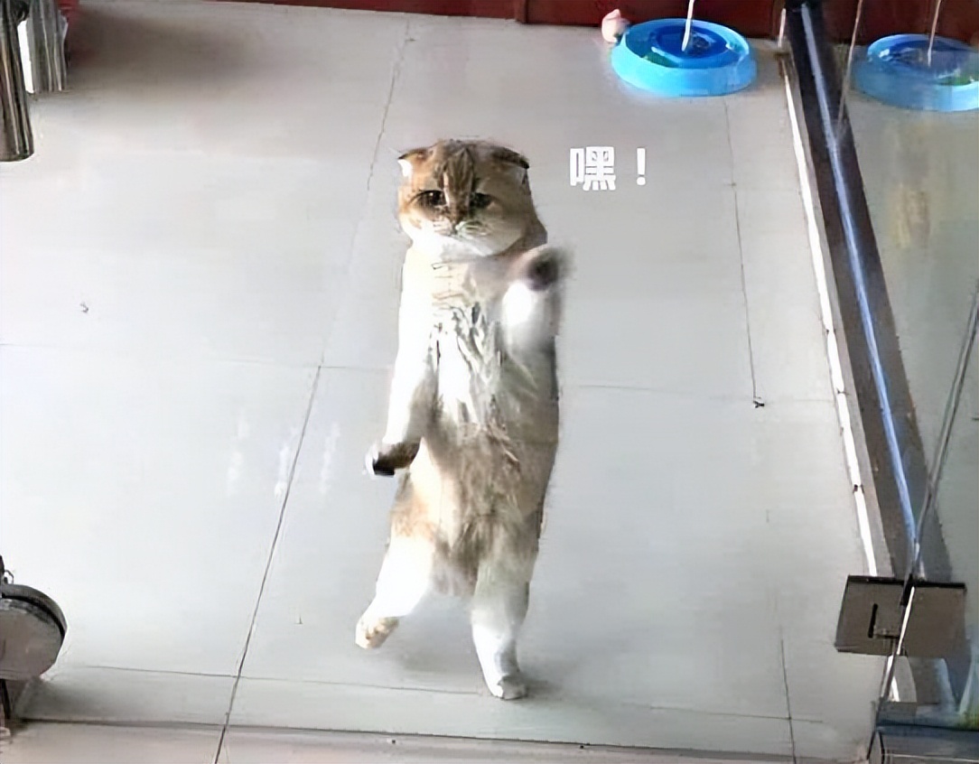 猫咪被抛弃为什么不离开,猫咪意识到自己被抛弃怎么样