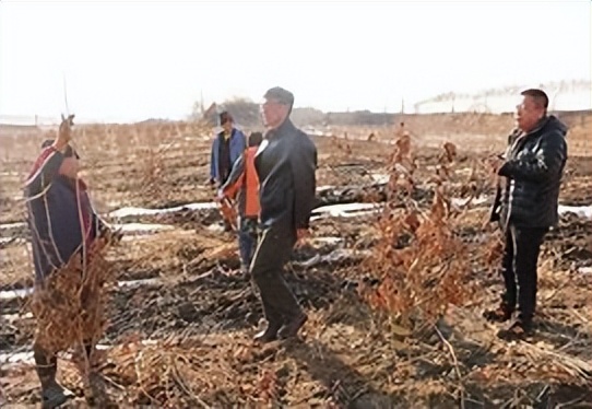 利用林业资源带动经济发展的举措,利用与发展