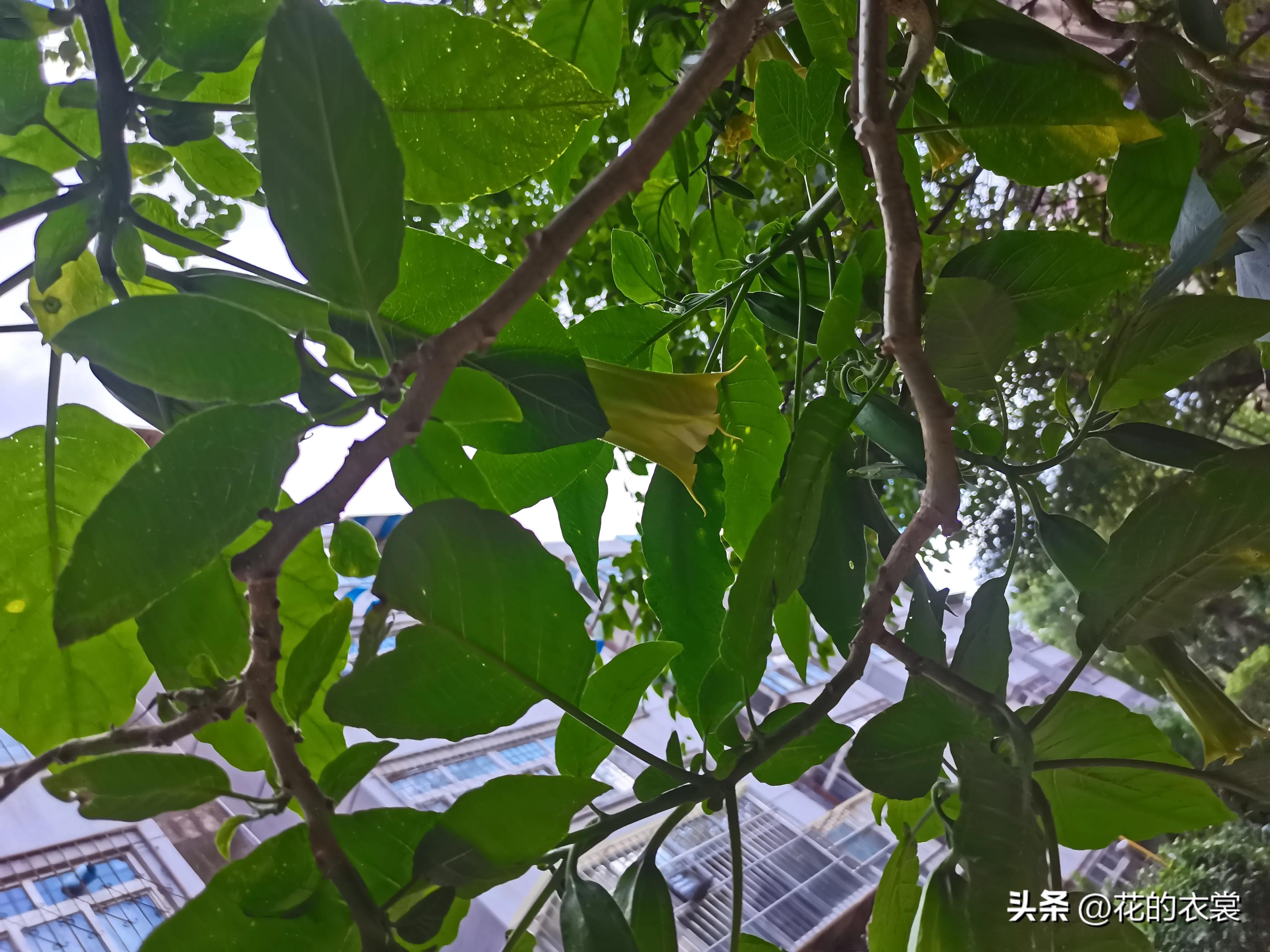 曼陀罗的果实是哪样的,曼陀罗的果子像什么样