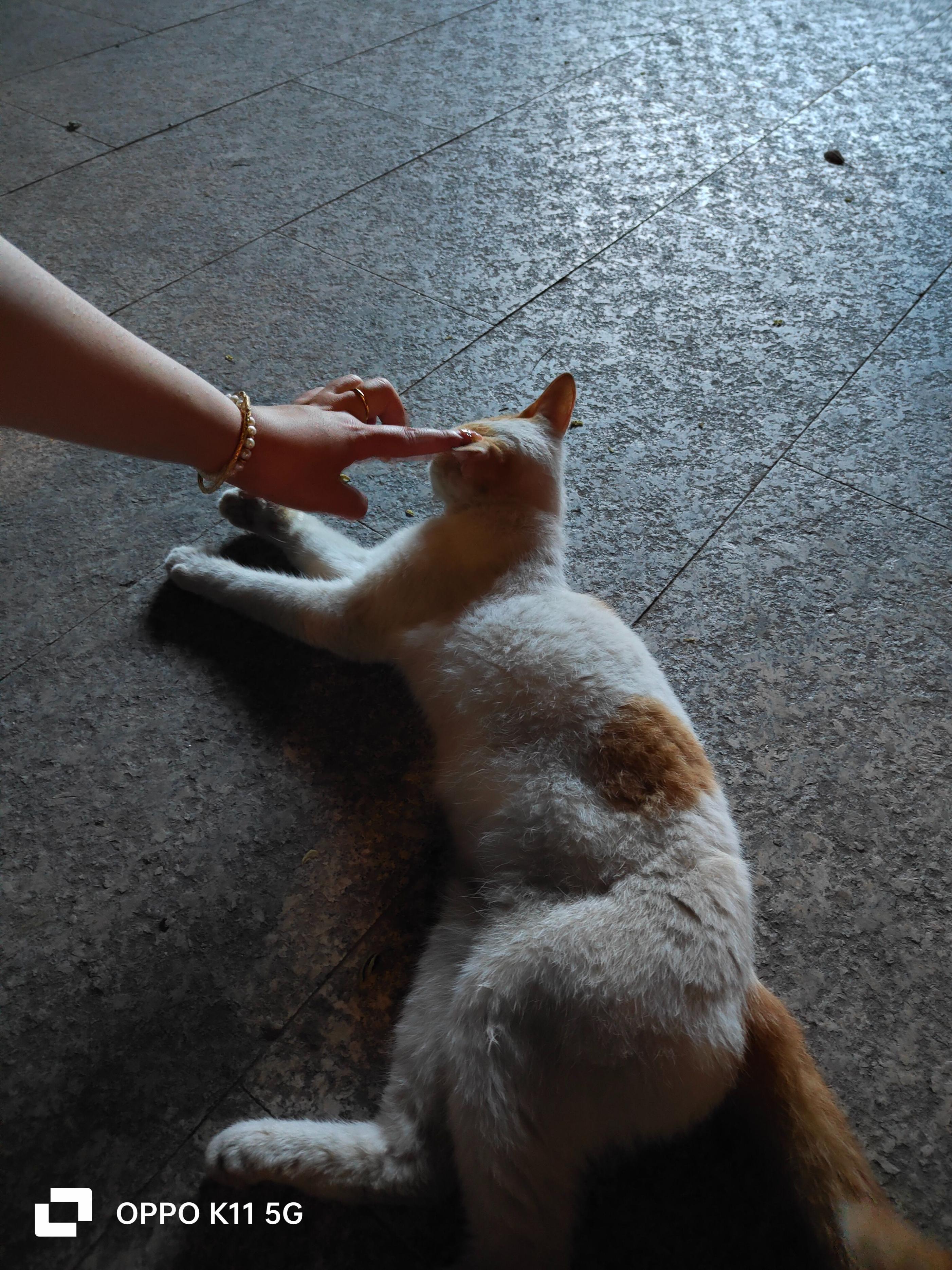 为什么oppok11画质不太好,oppok11为什么王者不能分屏