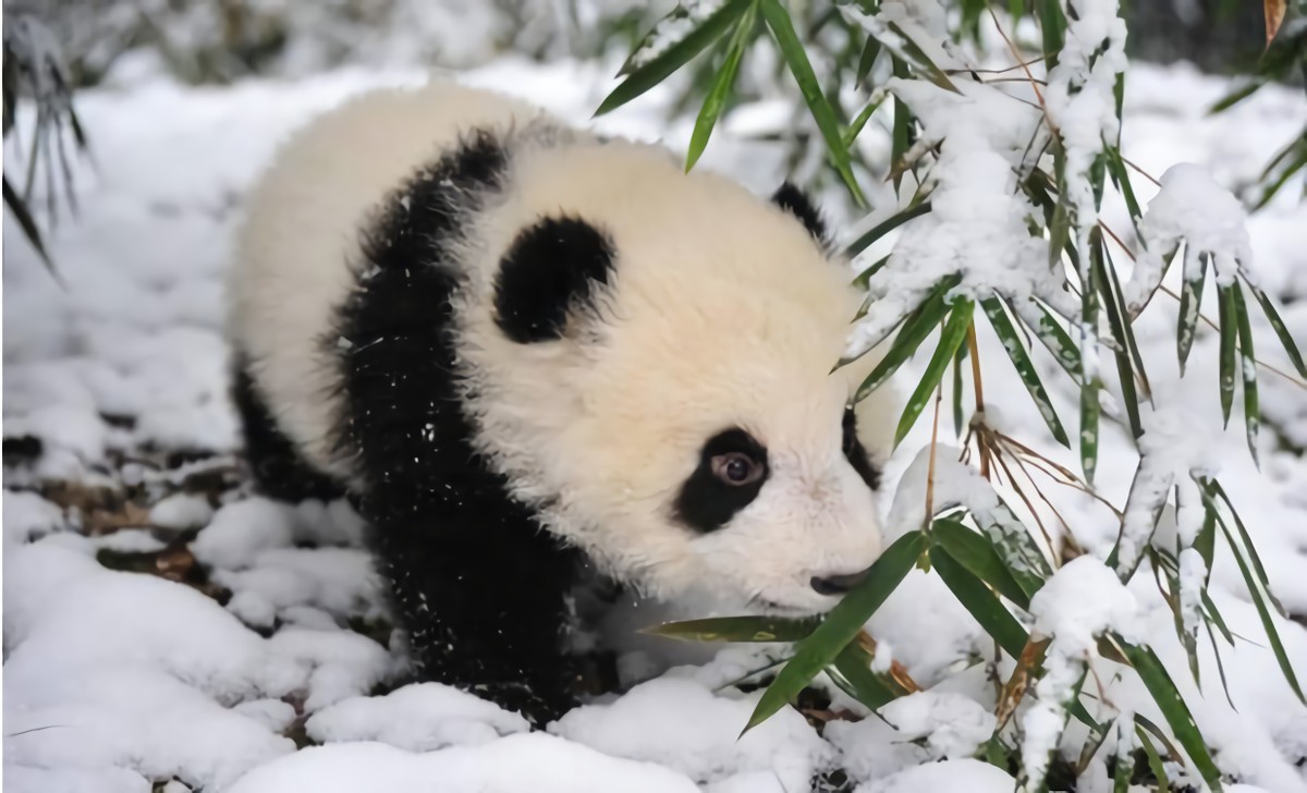 熊猫为什么那么少被老虎狮子吃,为什么老虎和狮子不敢吃掉熊猫