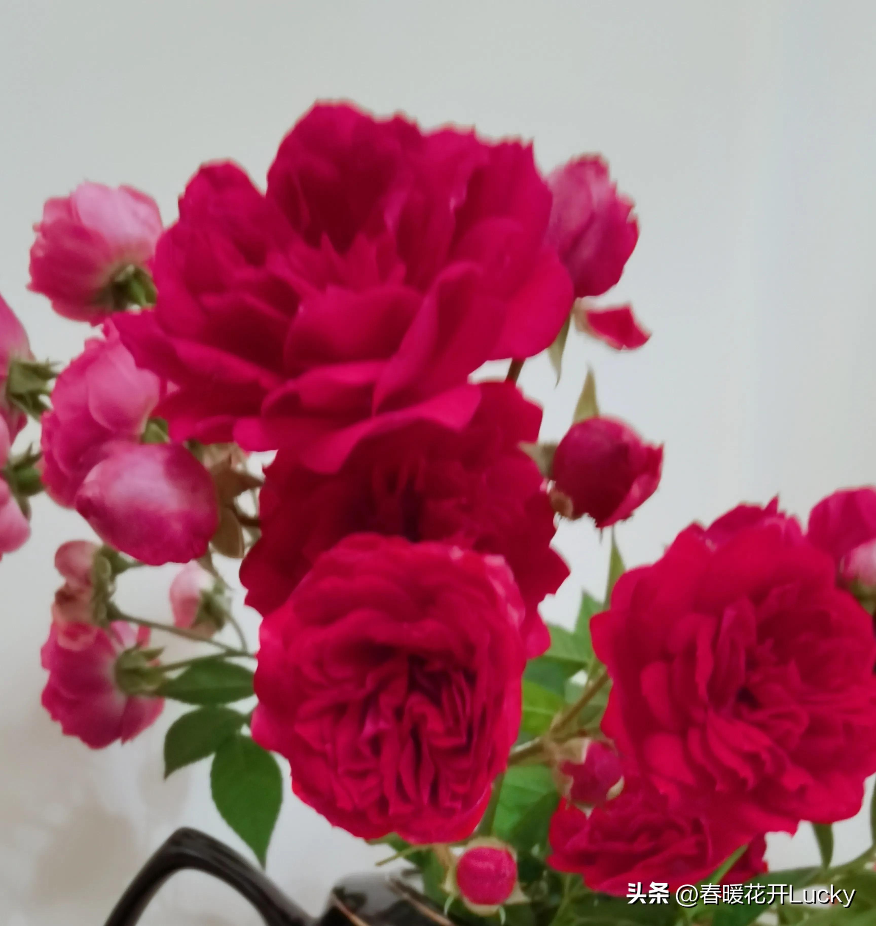 花红花火中的花火,火黄色月季花